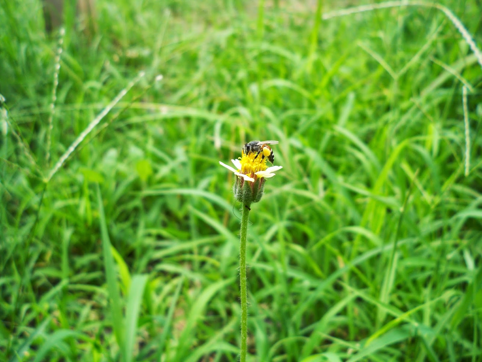 การสืบพันธุ์ของพืชดอกแบบอาศัยเพศโดยอาศัยแมลง ต้นตีนตุ๊กแก(Coatbuttons, Mexican daisy) กับผึ้ง