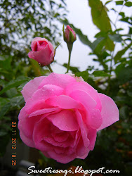 Pink Ros Kampung/Damask