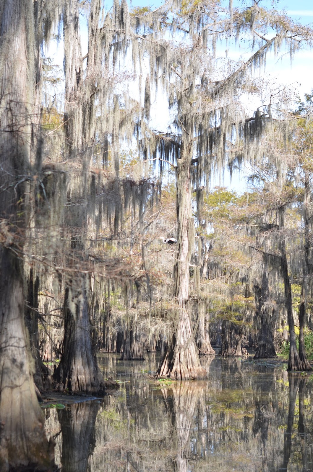 East Texas Swamp Tour Mommy's Treasures