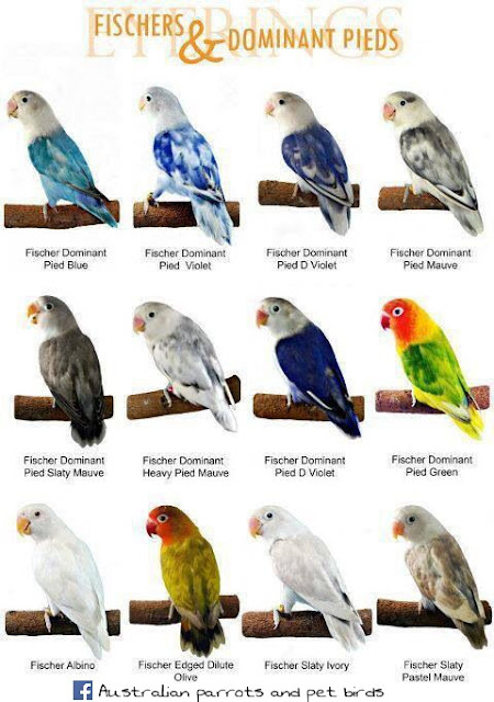 Australian Parrots and Pet Birds: Names for love birds on the bases of ...