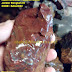 Batu ATI AYAM Jember bongkah 02 by: IMDA Handicraft Kerajinan Khas Desa TUTUL Jember  