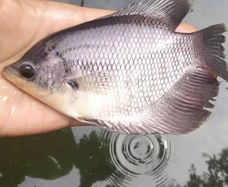 Wirausaha - Budidaya Ikan Gurame