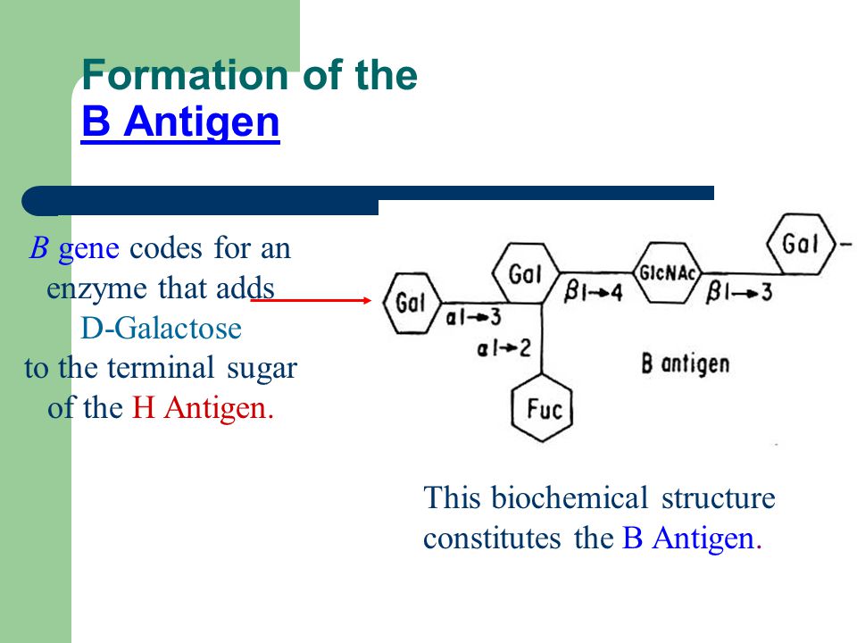 Lecture Notes in Medical Technology Lecture 4 THE ABO BLOOD GROUP SYSTEM