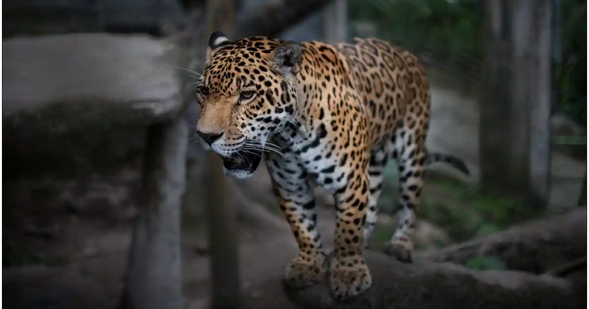 Illegal Trafficking of Animales = Big Money for DTOs