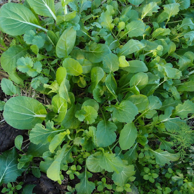 eight acres: growing and using coriander (cilantro)