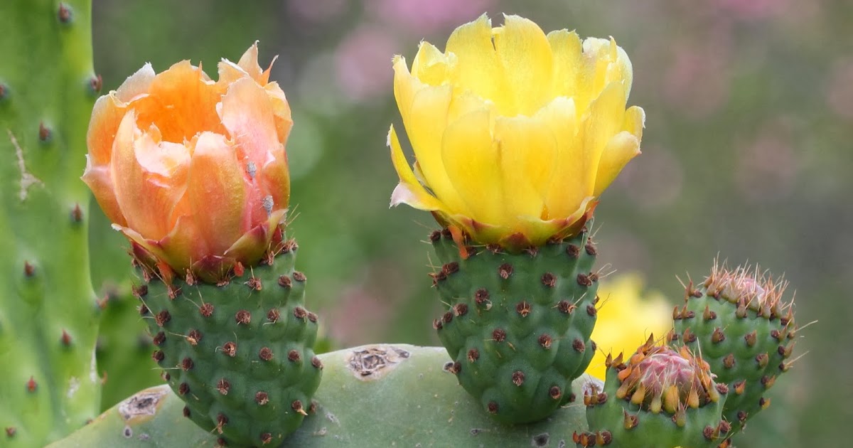 大きなサボテン - ノパール (Opuntia ficus-indica)