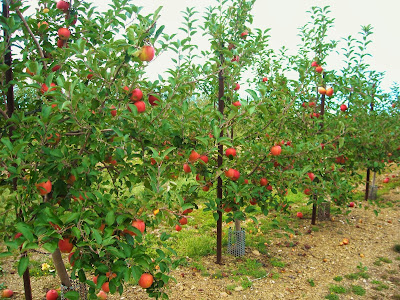 Ontelaunee Orchards