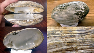 Four different views of a large freshwater mussel shell. The shell is very thick, showing signs of damage and healing over its long life.