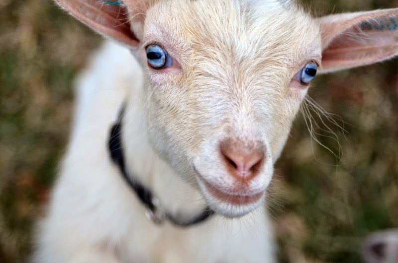 SENYUM KAMBING WHAT WE KNOW ABOUT KAMBING(GOAT)????