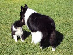 Bi-black Sheltie adult and puppy