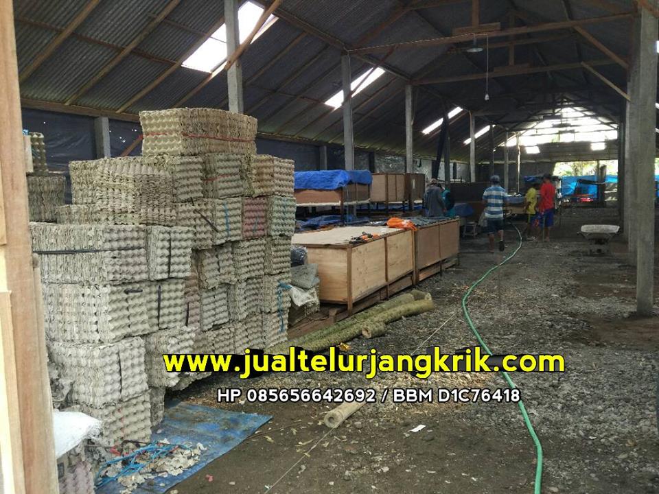 Penjual Telur Jangkrik Sidoarjo Penjual Telur Jangkrik Sidoarjo