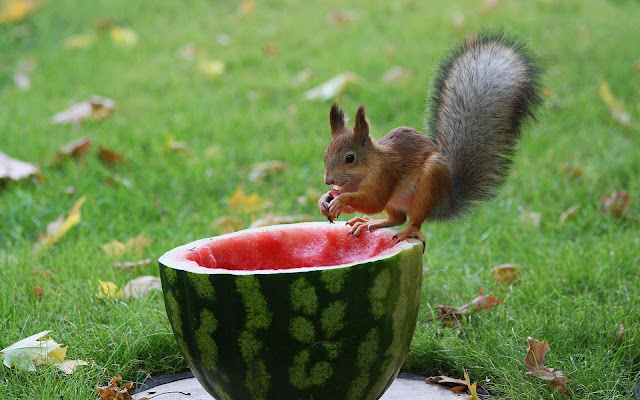 Brown squirrel eating watermelon