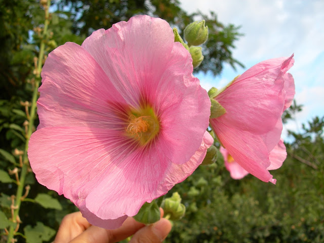 ORTICA ROSE ORTO SAVIGNO VALSAMOGGIA BOLOGNA