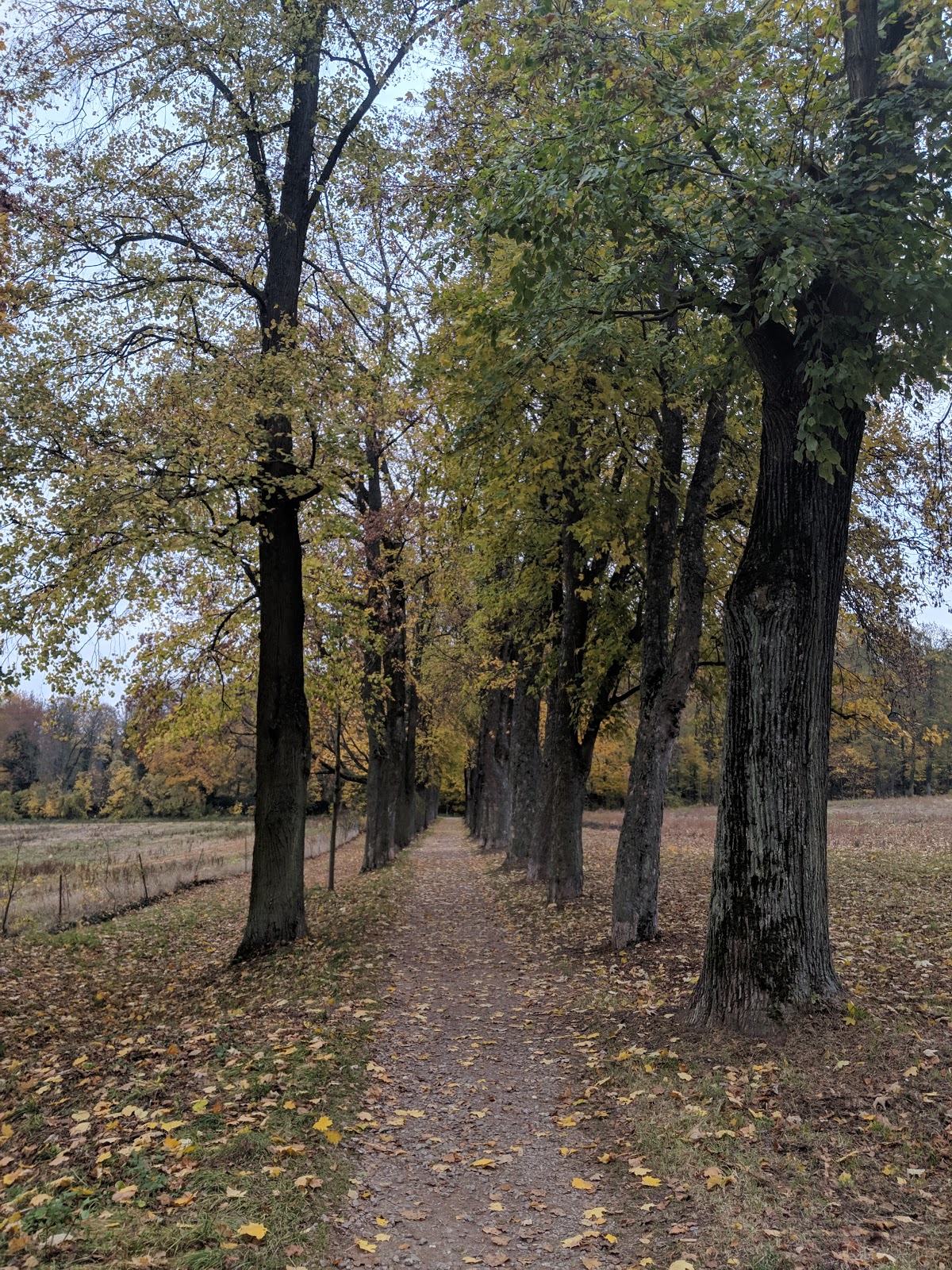 Bestes Aus Dem Wald Carpaccio Vom Steinpilz