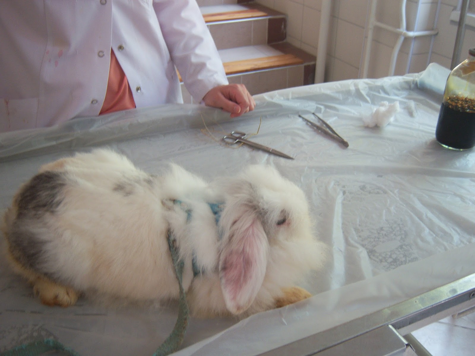 Tawşi�nin Dünyası MILKY KISIRLAŞTIRILDI