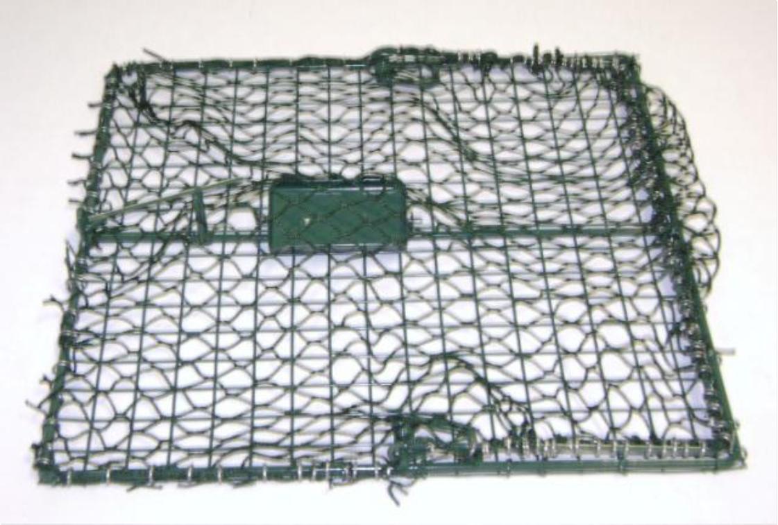 Bird In Everything Bird Trap