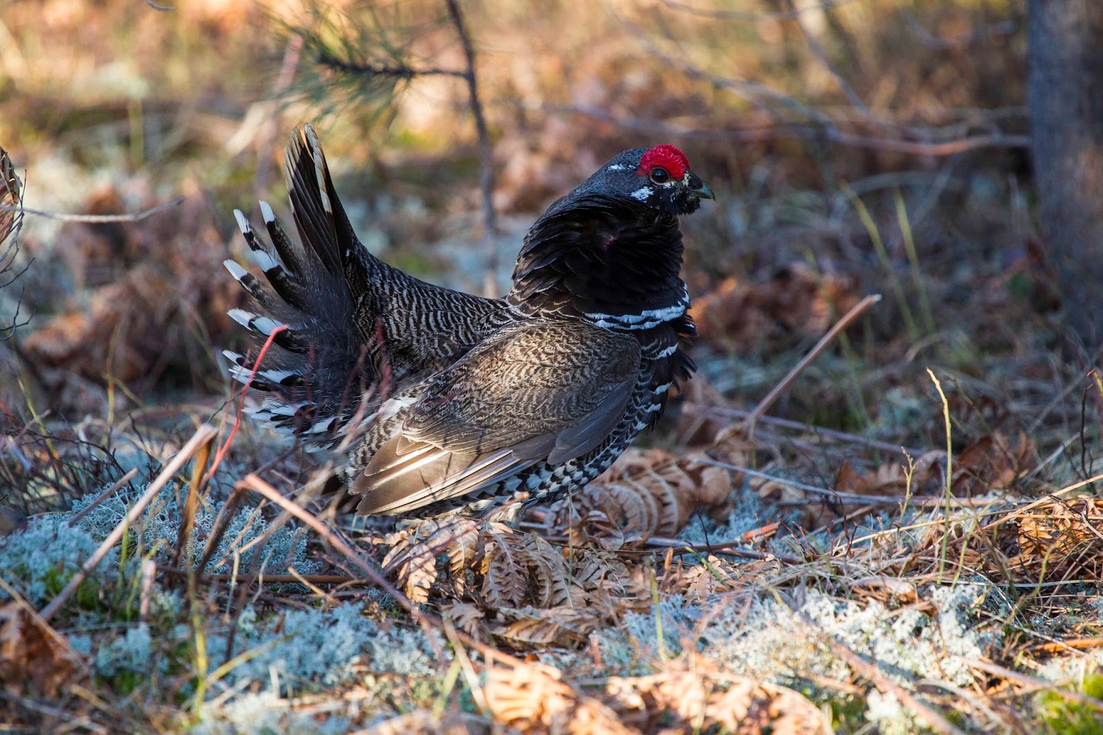 VanOrman Roadtrips Grouse Hunting in Michigan's Upper Peninsula