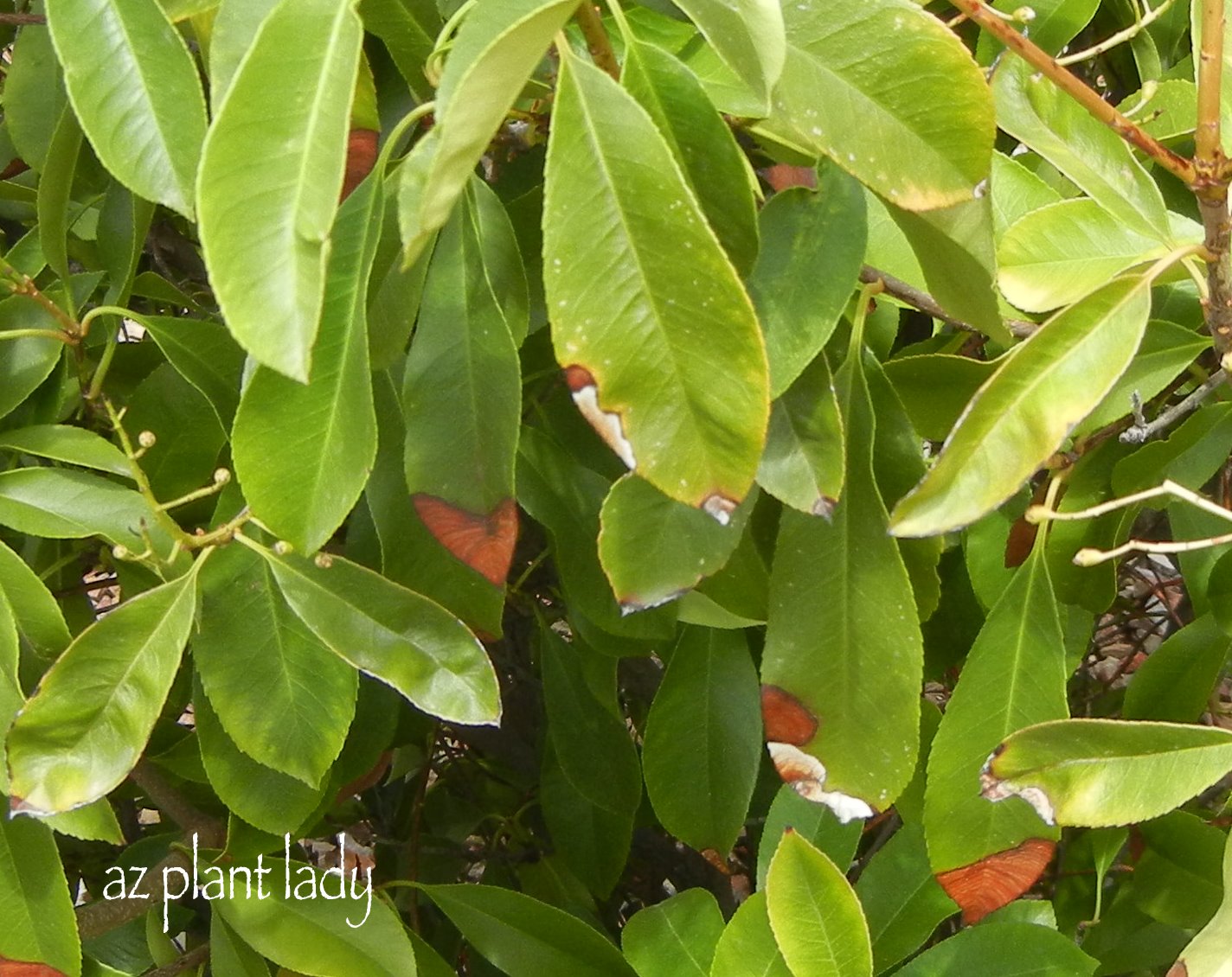Autumnal Mistake The Burning Bush