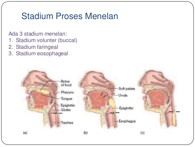 View Proses Pencernaan Makanan Pada Manusia Yaitu PNG