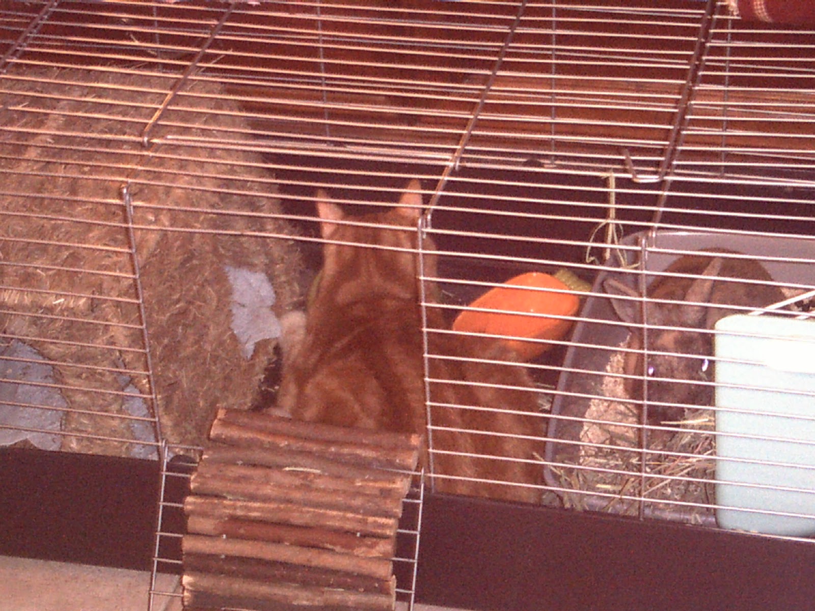 Un chat et un lapin Exemple de cohabitation réussie