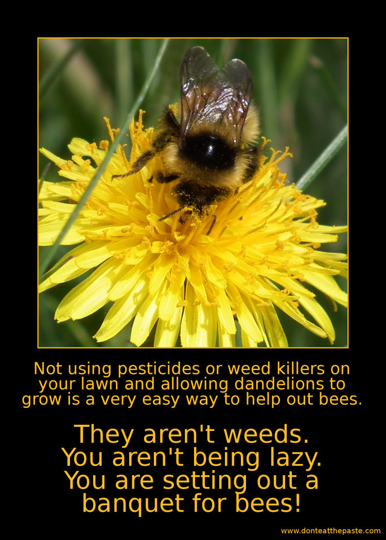 Dandelions for bees