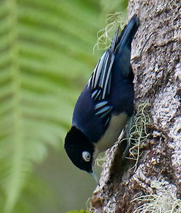 Mengenal Lebih Dekat Jenis Burung Rambatan Doraemon Paling Lengkap