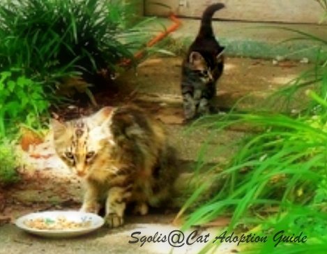 Bulk Cat Food For Feral Cats Bulk Cat Food For Feral Cats
