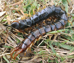 centipede giant tyto nest alive tony shifting seldom track seen