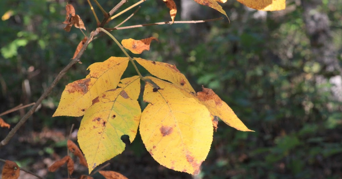 Nature Devotions Shagbark Hickory Bud and Leaf
