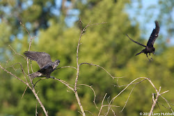 bird fastest birds faster earth than grew quickly distance between