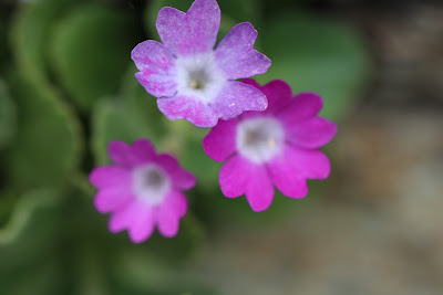 [Primulaceae] Primula daonensis – (Primula della Valle di Daone).