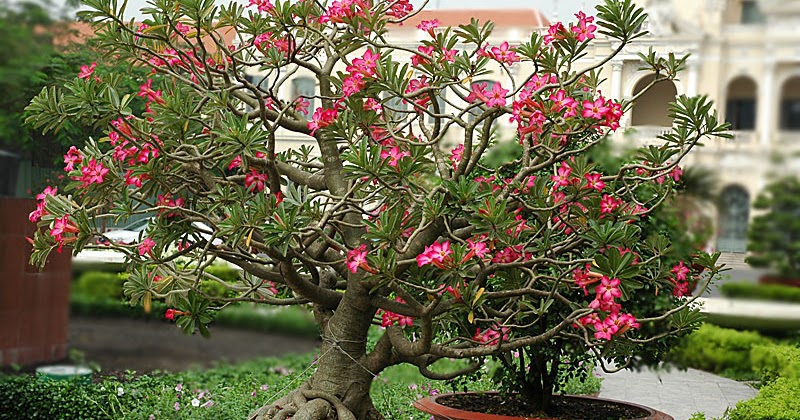 Mengenal Ciri Bunga  Kamboja  Jepang