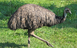 emu fly cannot birds amazing ostrich