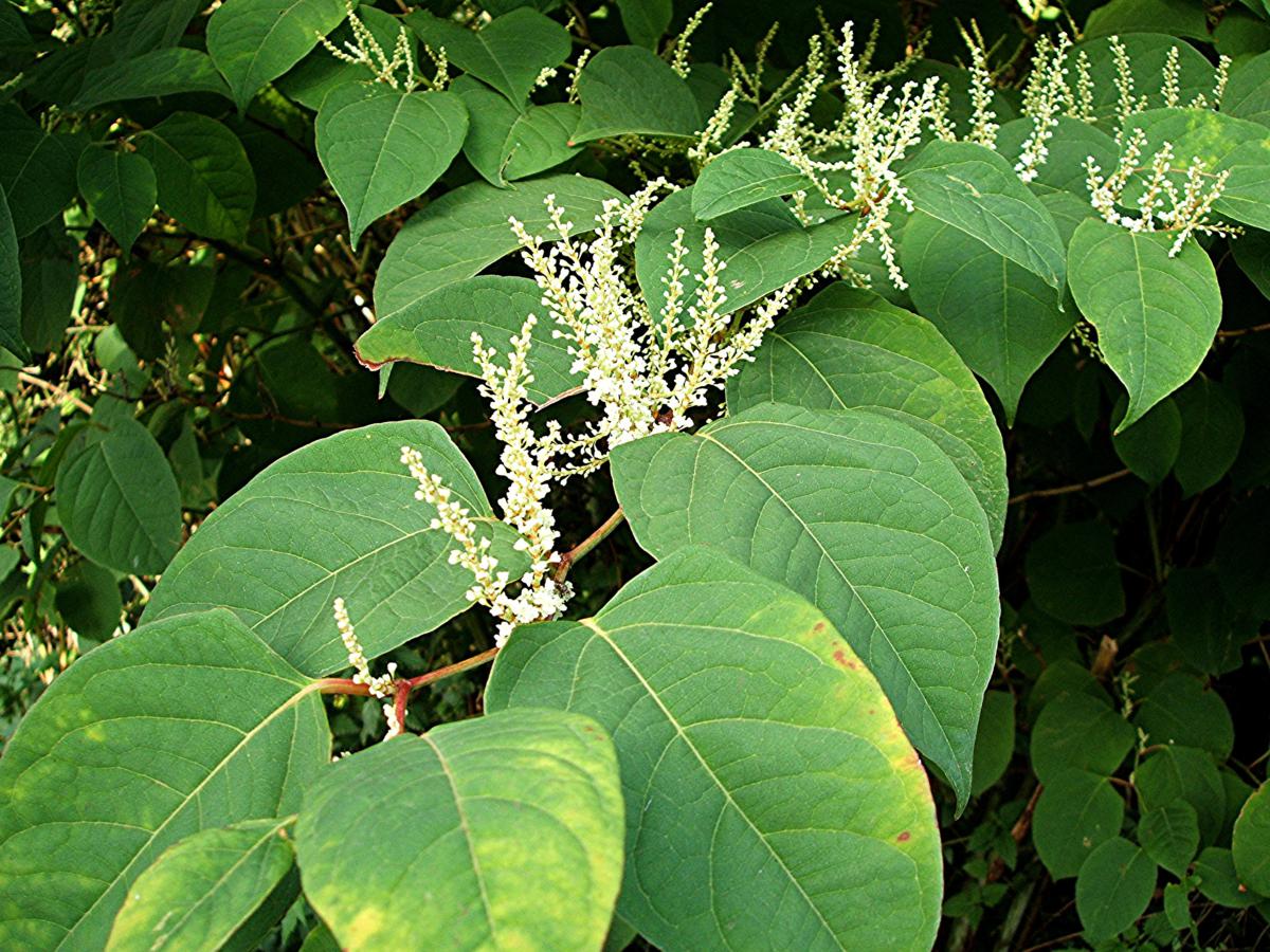 Plant Database Fallopia japonica