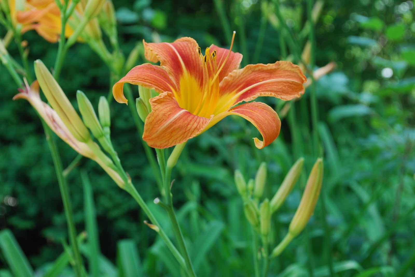 Reflective Thoughts by Barbara THE TIGER LILLY A CANADIAN ROADSIDE FLOWER