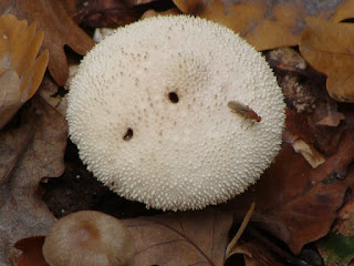 Lycoperdon perlatum DSC68566