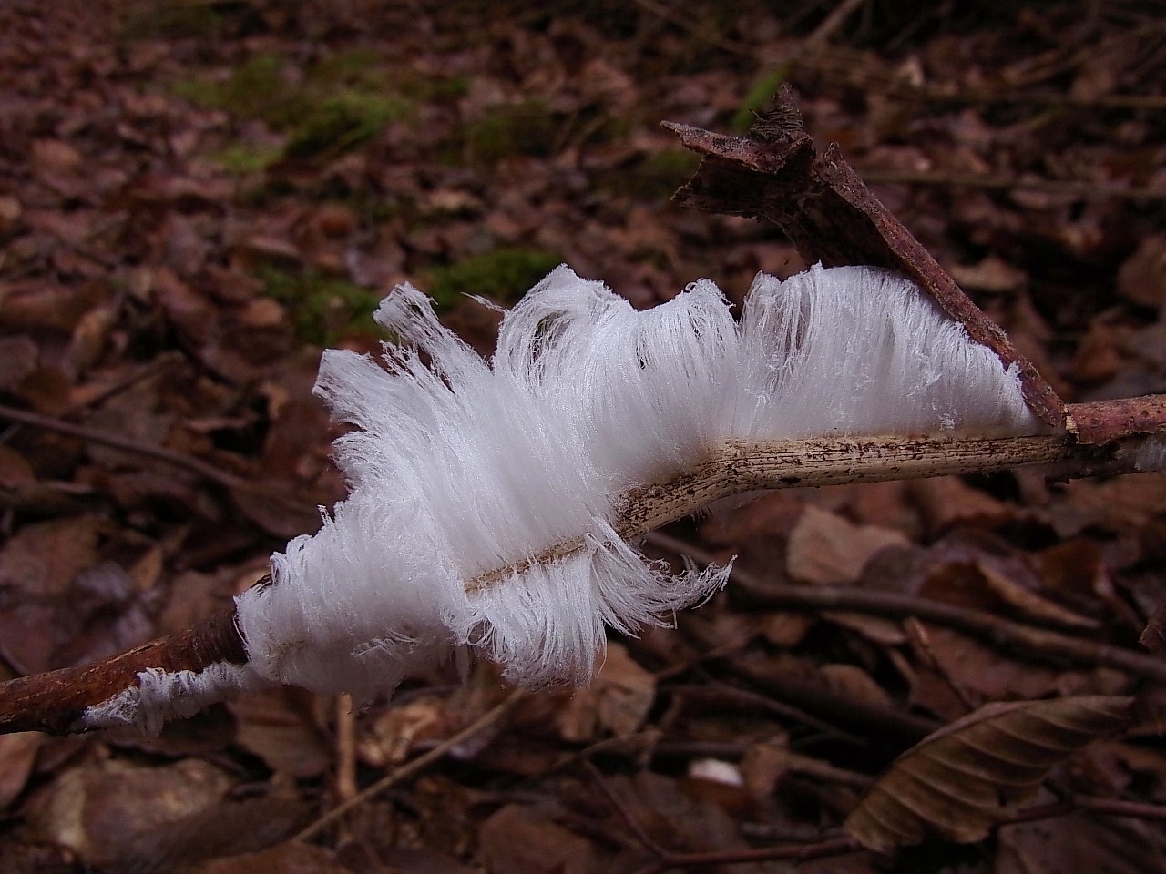 Quatre saisons: cheveux d'ange