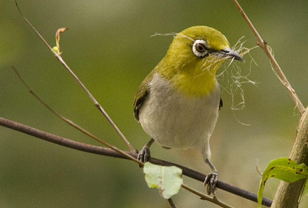 Gambar Burung Pleci 2 | Burung Kicau Terbaik