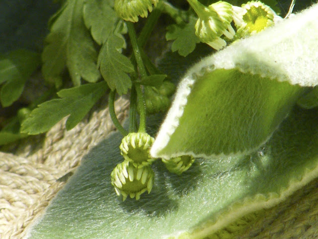 lamb's ear leaf with feverfew bud