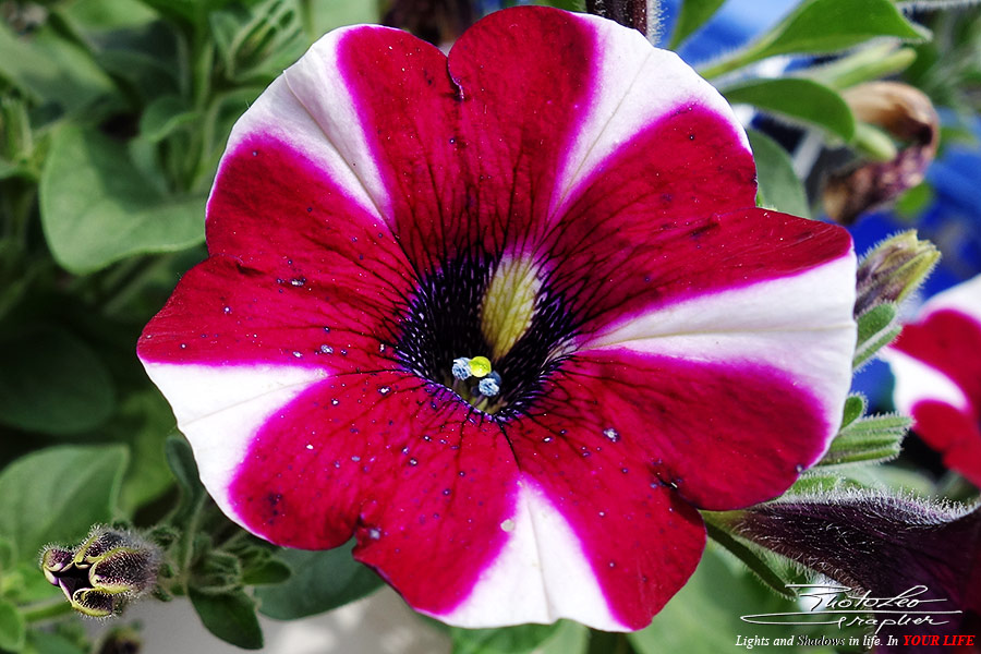 PhotoLeoGrapher Lights and Shadows in life. In Your Life... that last