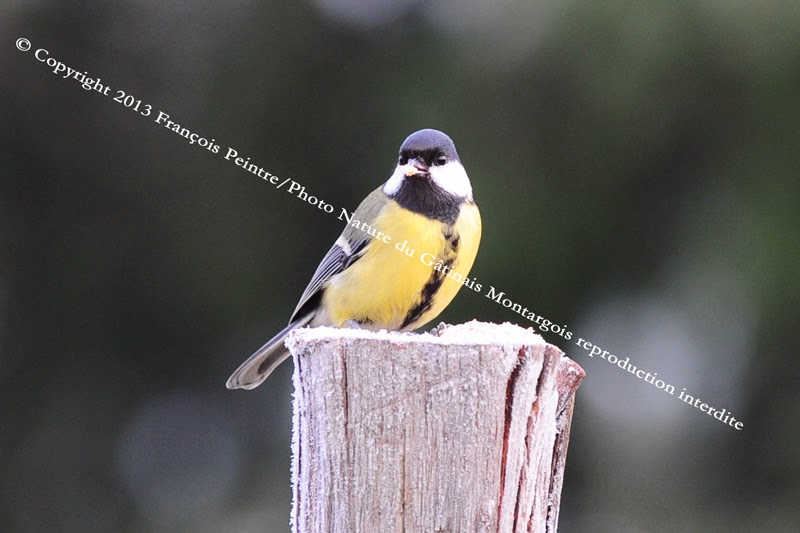 Mésange charbonnière