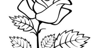 10 Sketsa Bunga Raflesia - BLOG BONTANG