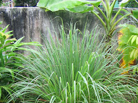 Mengenal Tanaman Serai Di Dapur Anda (Knowing Lemongrass Plant In Your Kitchen)
