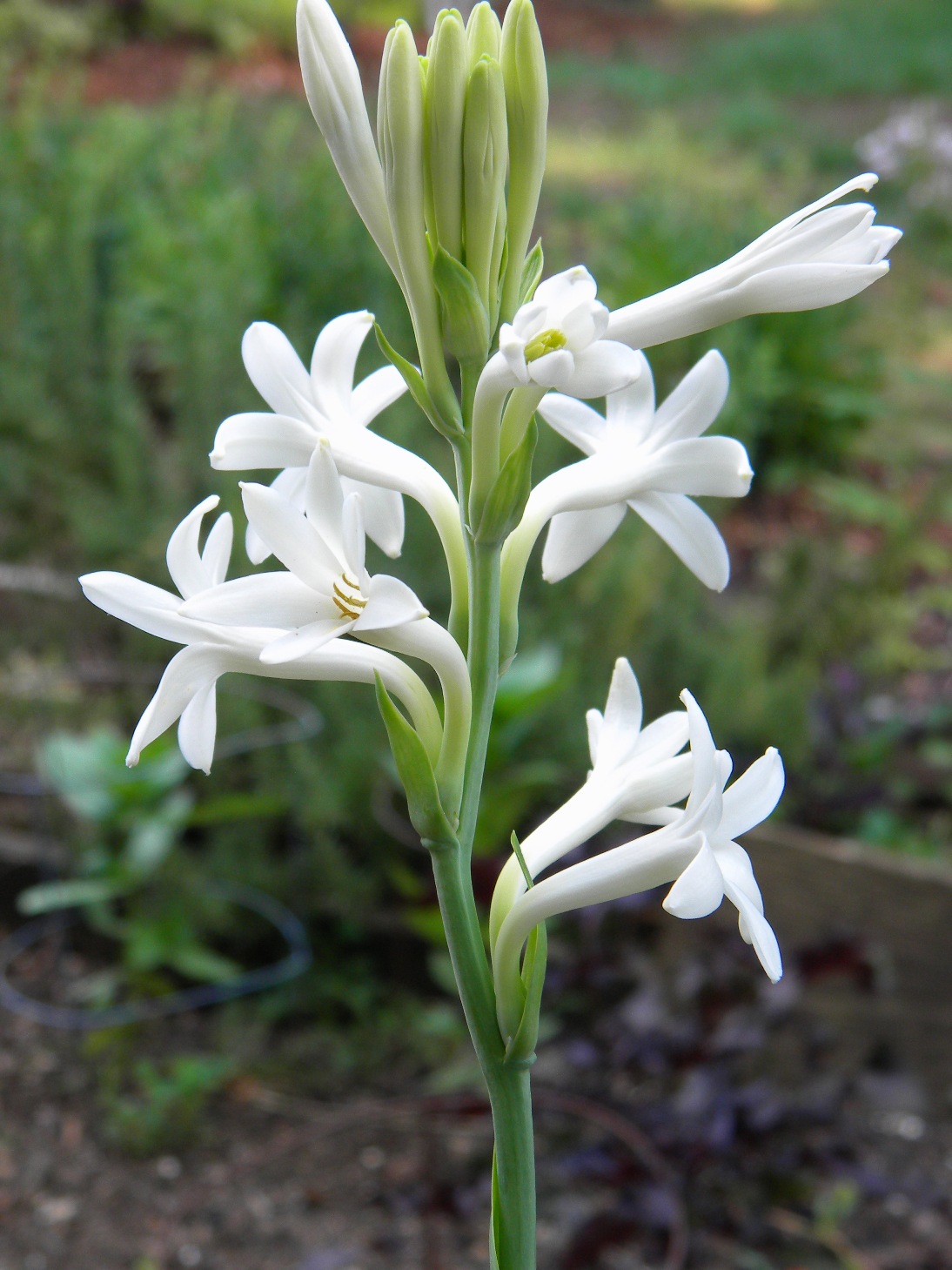 Pictures Of Tuberose 96