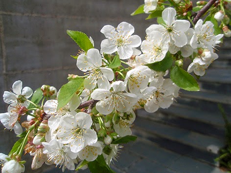 Flores del guindo