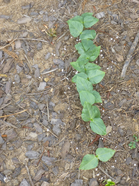 Vigna unguiculata / cowpea seedlings