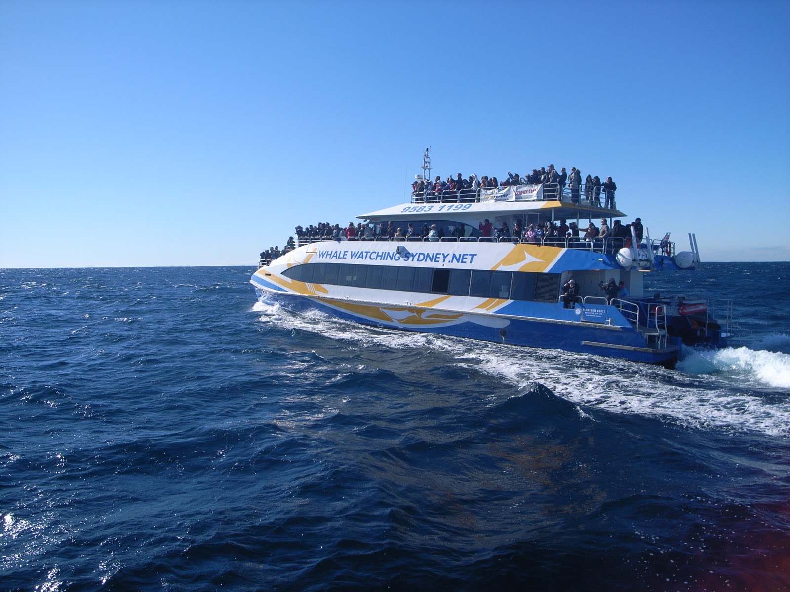 Photos from Australia: Sydney whale watching