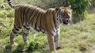 Tiger dream Interpretation Tiger dream meaning