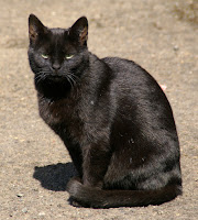 Panzer the cat