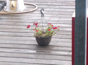 A 10 minute rain and the geranium said thanks! Poor thing. It is fighting for it's life!